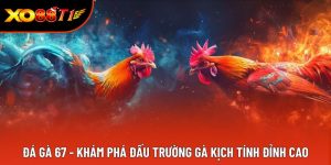Đá Gà 67 - Khám Phá Đấu Trường Gà Kịch Tính Đỉnh Cao