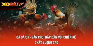 Đá Gà C3 - Sân Chơi Hấp Dẫn Với Chiến Kê Chất Lượng Cao