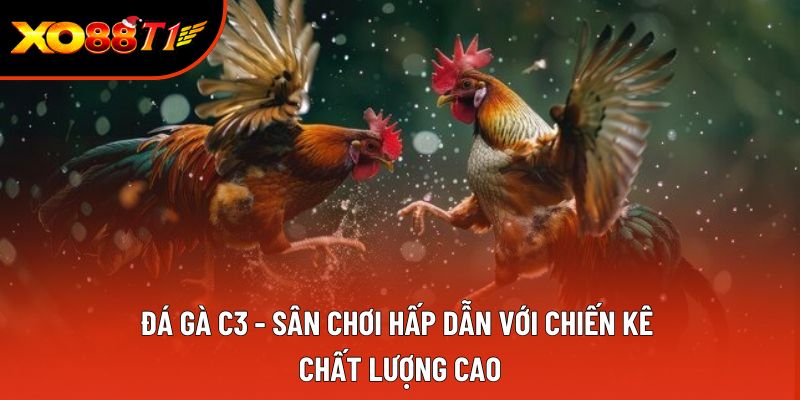 Đá Gà C3 - Sân Chơi Hấp Dẫn Với Chiến Kê Chất Lượng Cao