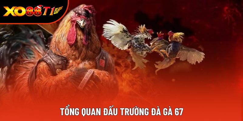 Tổng quan đấu trường Đà gà 67