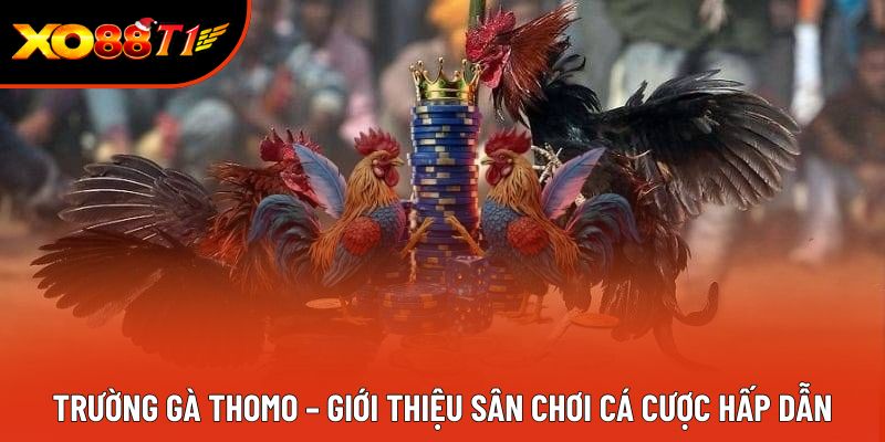 Trường Gà Thomo – Giới Thiệu Sân Chơi Cá Cược Hấp Dẫn